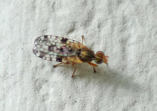 Réf. 310 705 : Dioxyna bidentis